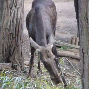 Eurasian moose (doe)
