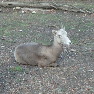 Bighorn sheep (ewe)