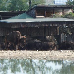American bison