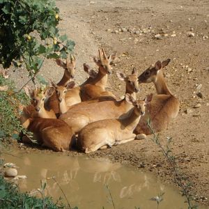 Eld's deer