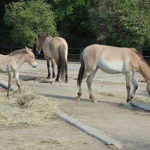 Przewalski's wild horses