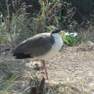 Masked lapwing