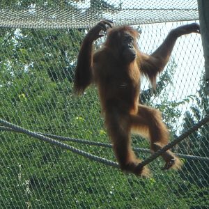 Sumatran orang-utan
