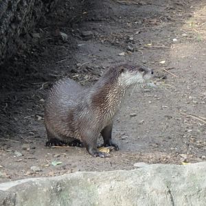 North American river otter