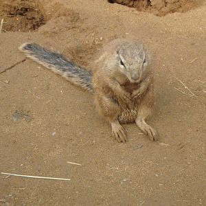 Cape ground squirrel