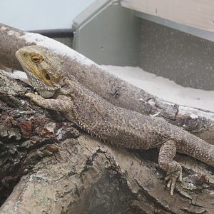 Bearded dragon