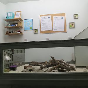 Bearded dragon + pancake tortoise exhibit