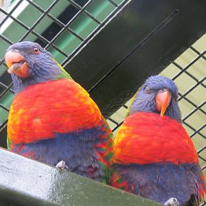 rainbow lorikeets