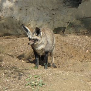 Bat-eared fox