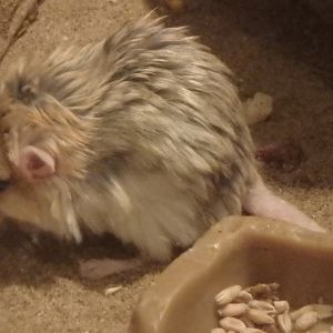 Fat-tailed gerbil