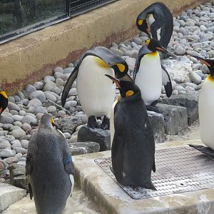 king penguin colony