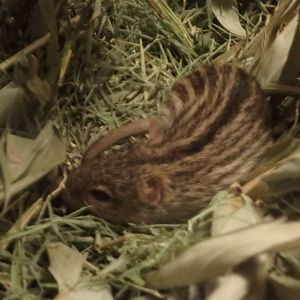 Xeric four-striped grass rat