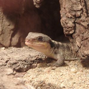 Tropical girdled lizard