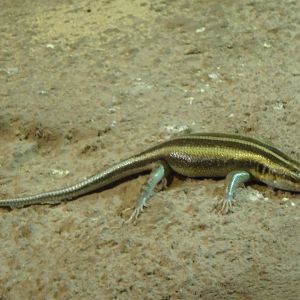 African five-lined skink