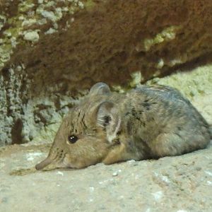 Round-eared elephant shrew