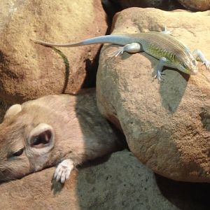 African rainbow skink and common gundi