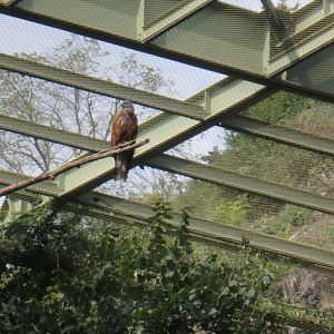 Red kite