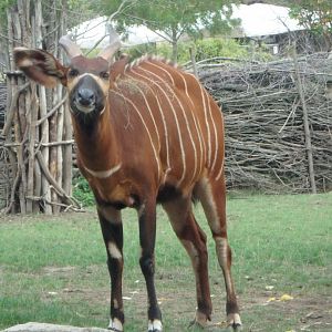Eastern bongo