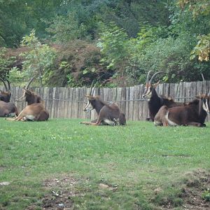 Black sable antelope