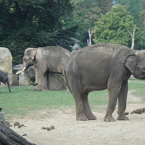 Asian elephants