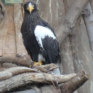 Steller's sea eagle