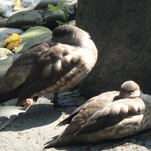 Crested ducks