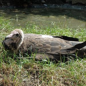 Hooded vulture