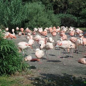 Chilean and Caribbean flamingoes, and crested screamers