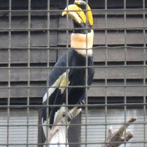 Great Indian hornbill