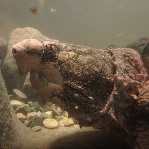 Alligator snapping turtle