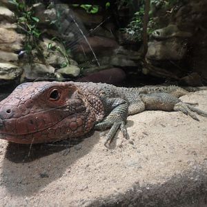 Northern caiman lizard