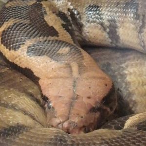 Blood python