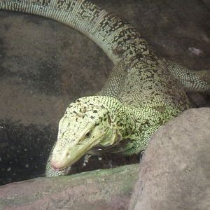 Quince monitor