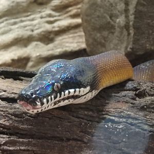 White-lipped python