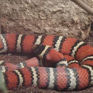 Ruthven's kingsnake