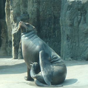 Cape fur seal