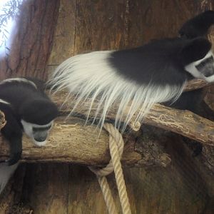 Mantled colobus