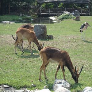 Kafue lechwe and Marabou
