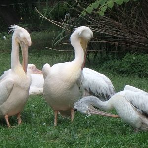 Pelicans
