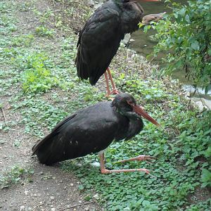 Black storks