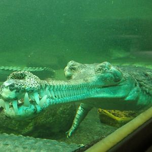 Indian Gharial