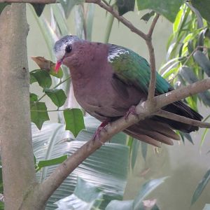 Indian Emerald dove