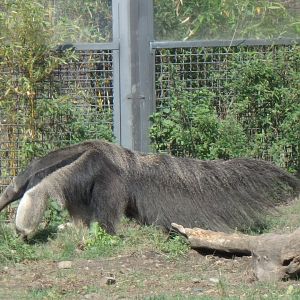 Giant anteater