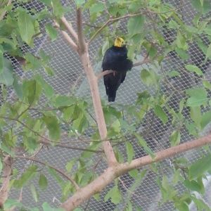 Golden-crested mynah