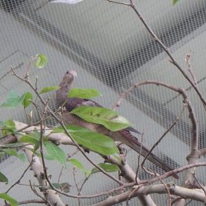Chinese spotted dove