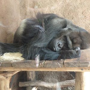 Richard, the silverback lowland gorilla