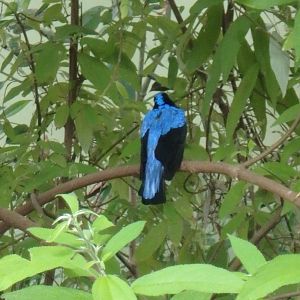 Fairy bluebird