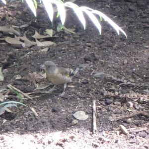 Grey-capped greenfinch