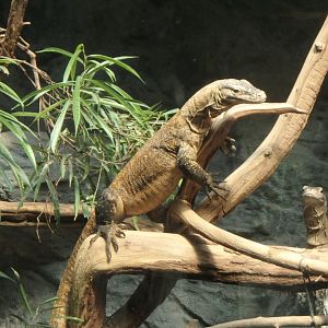 Juvenile Komodo dragon