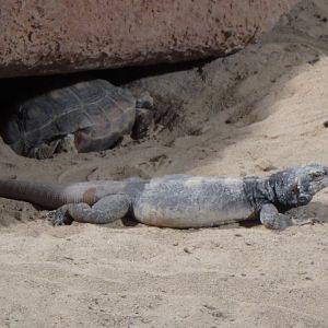 Texas tortoise and common chuckwalla